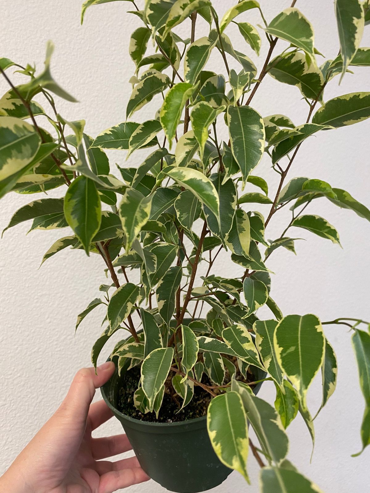 Variegated Benjamin ficus 6in